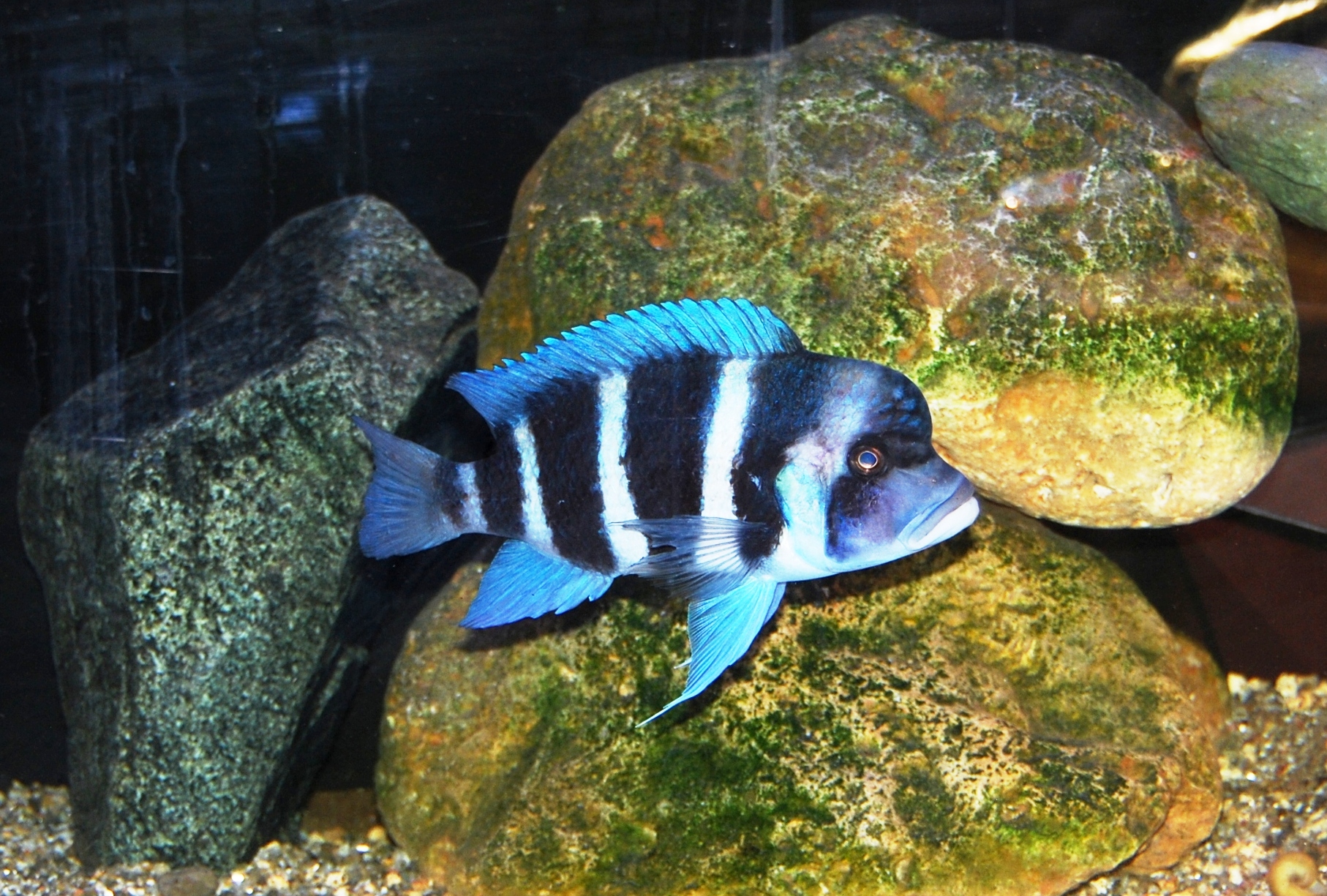 Cyphotilapia frontosa (foto di Francesco Zezza)